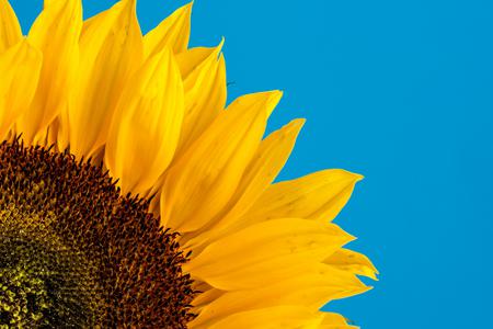 sunFlower_Github